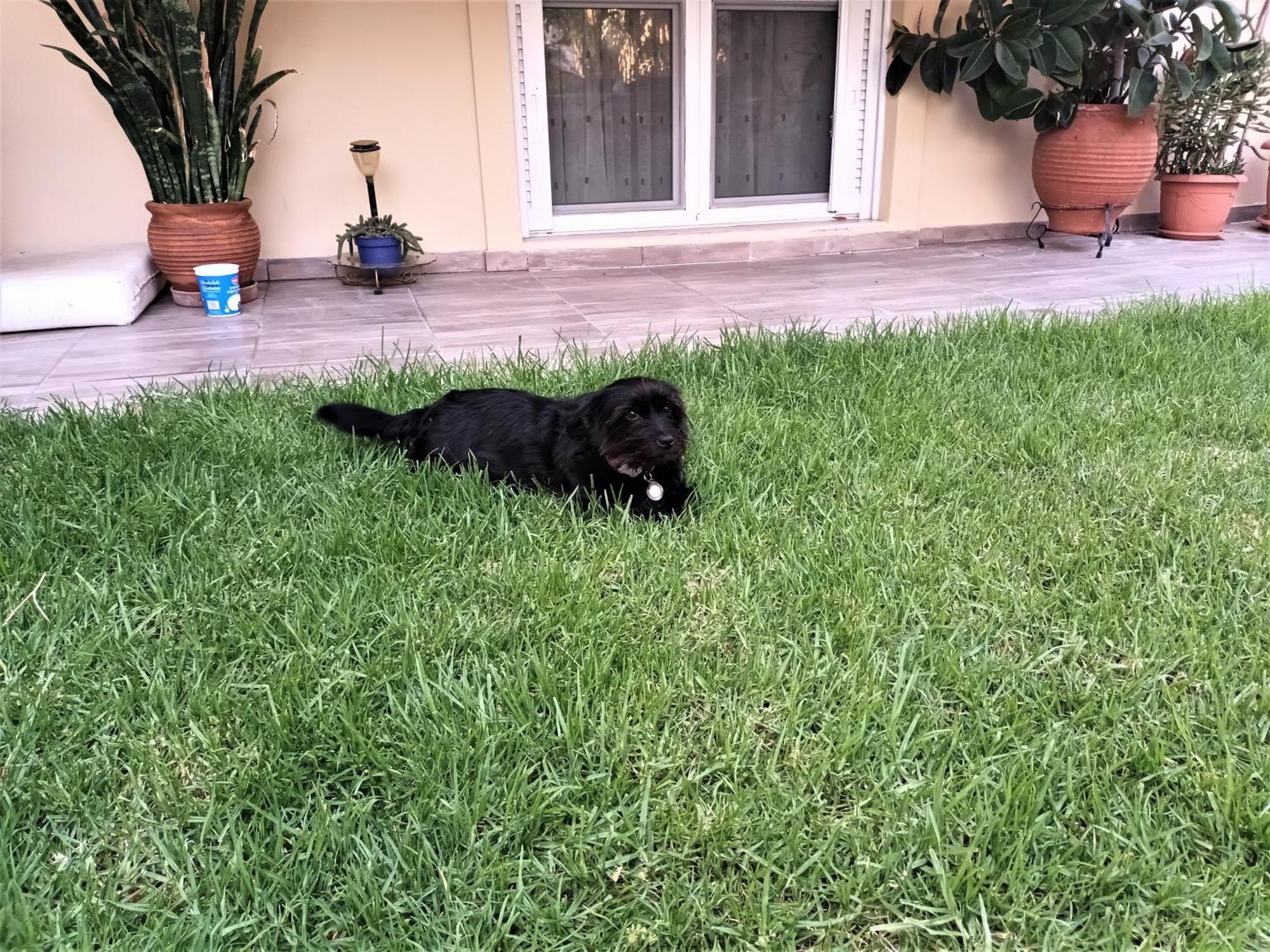 Family Yard House Kos Apartment Екстериор снимка